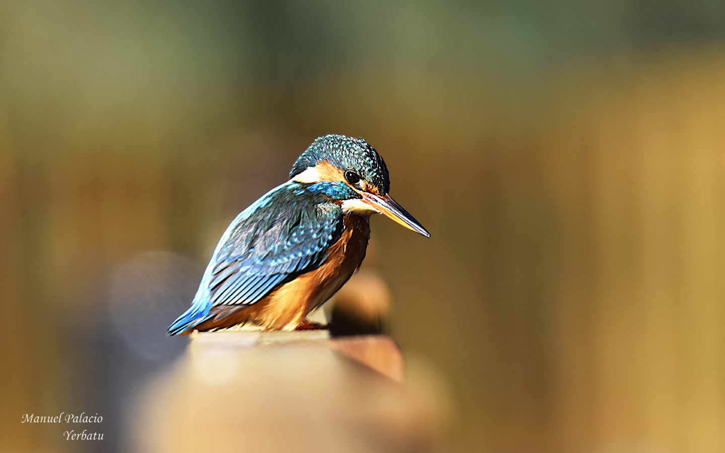 Martín pescador hembra - Alcedo atthis