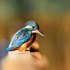 Martín pescador hembra - Alcedo atthis