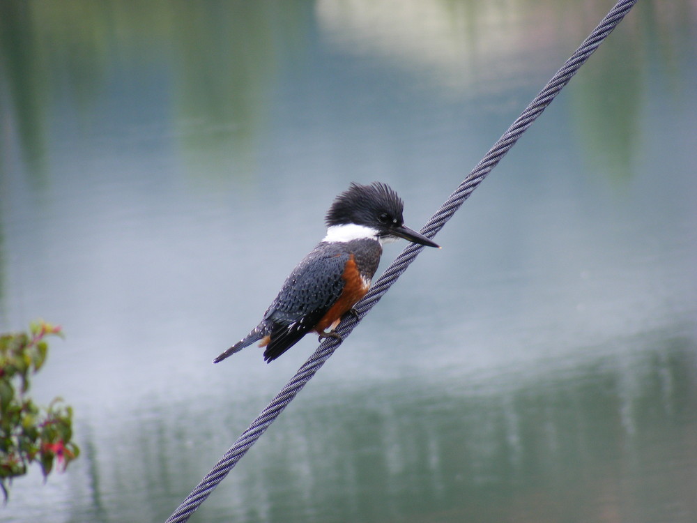 Martin Pescador - Puerto Aysen - Chile