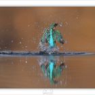 Martin Pescatore