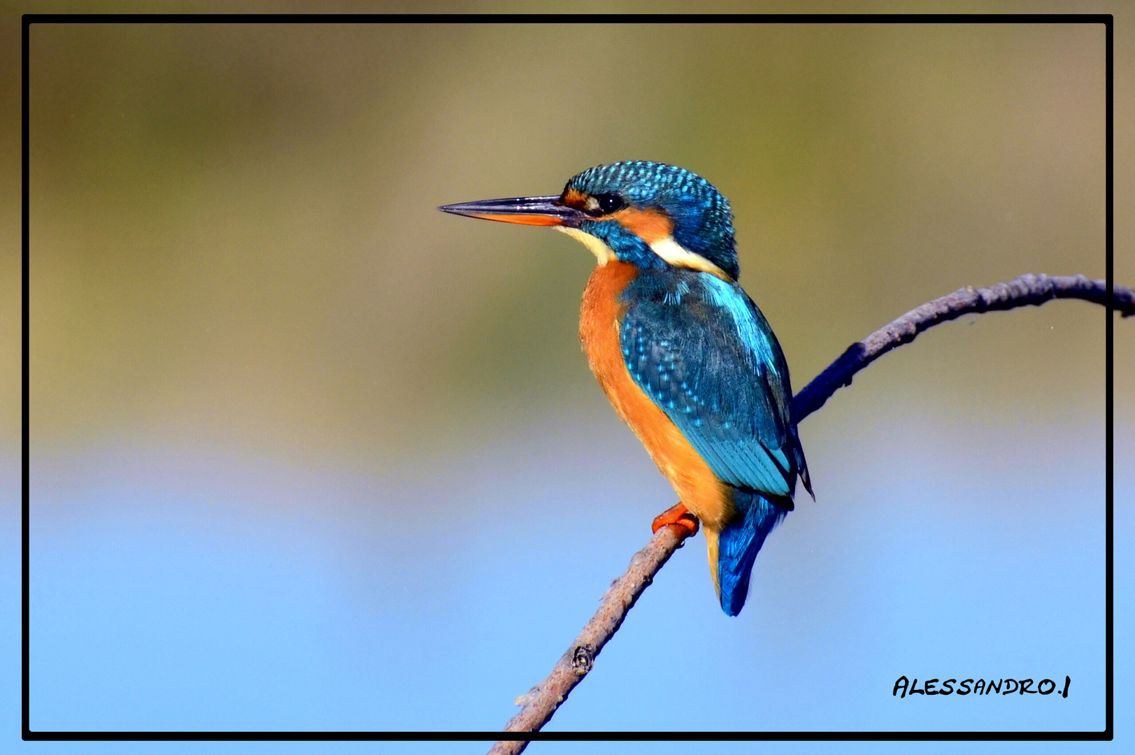 Martin Pescatore Foto Immagini animali, uccelli allo stato libero