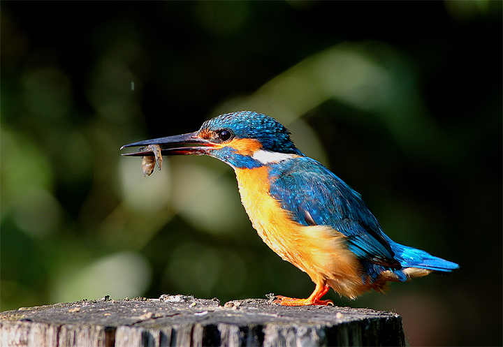 Martin pescatore (Alcedo atthis)