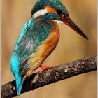 Martin pescatore (Alcedo atthis)