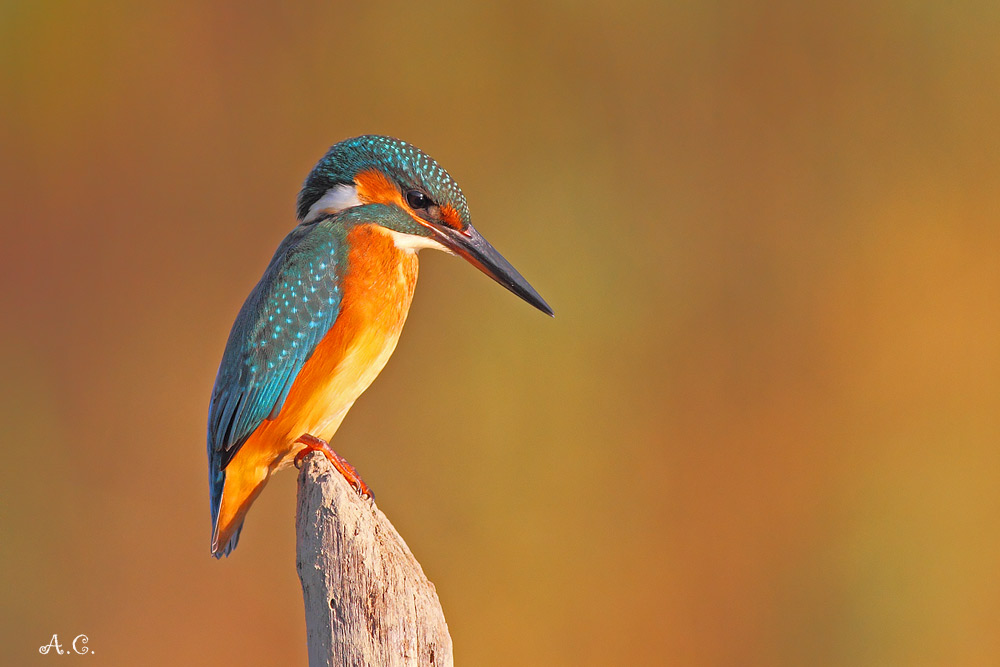 Martin Pescatore ( Alcedo Atthis )