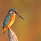 Martin Pescatore ( Alcedo Atthis )