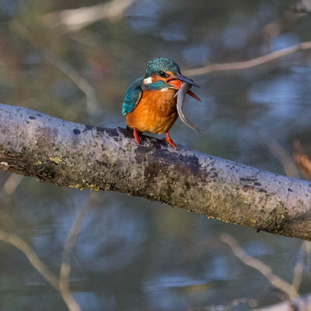 Martin Pescatore (Alcedo atthis) con la preda