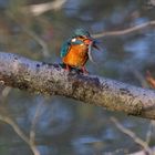 Martin Pescatore (Alcedo atthis) con la preda