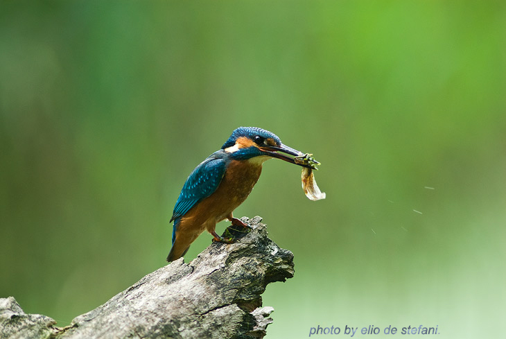 martin pescatore (Alcedo atthis)