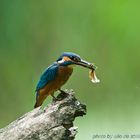 martin pescatore (Alcedo atthis)