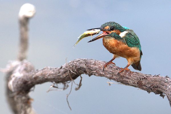 Martin Pescatore con preda