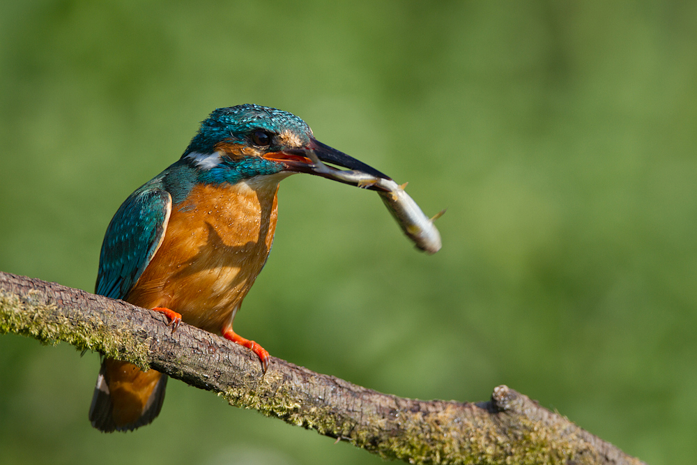 Martin pescatore con preda