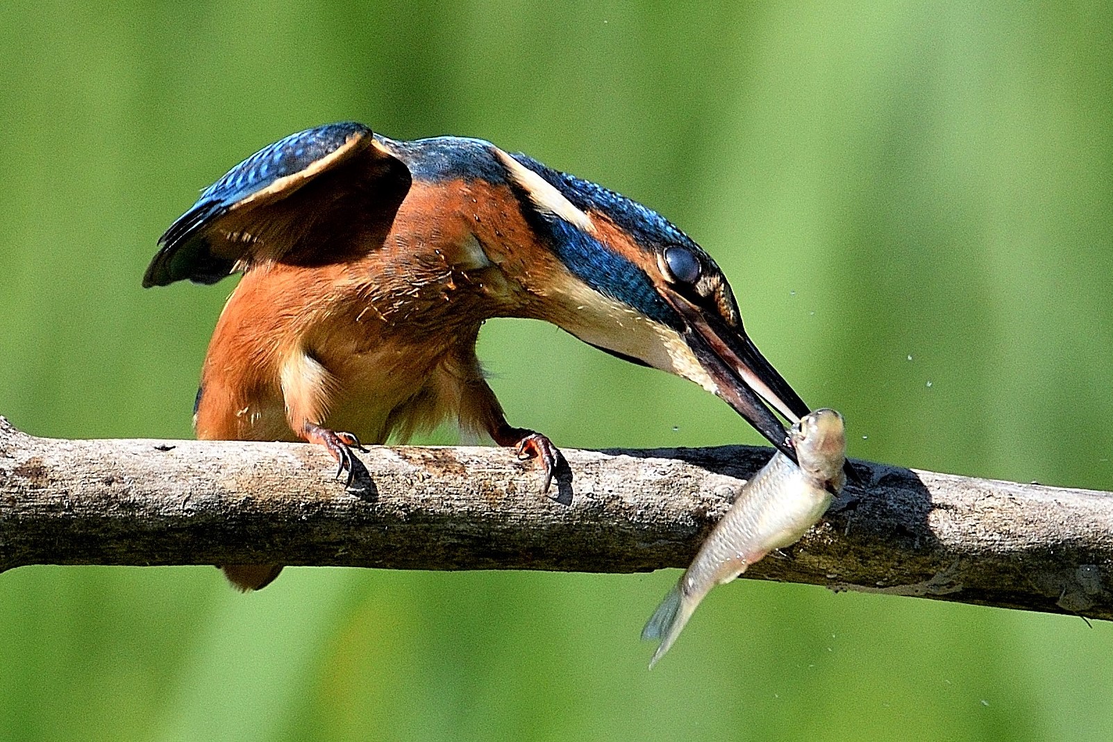 Martin Pescatore con preda