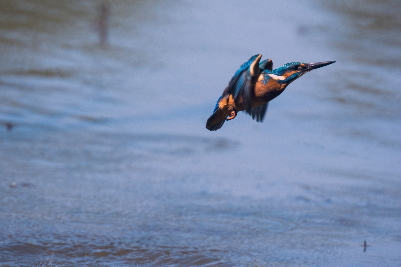 Martin Pescatore dopo un tuffo