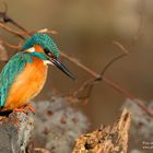 Martin pescatore, Eisvogel, kingfisher