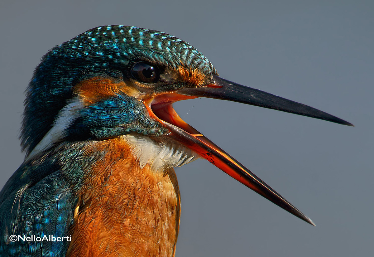 Martin Pescatore femmina