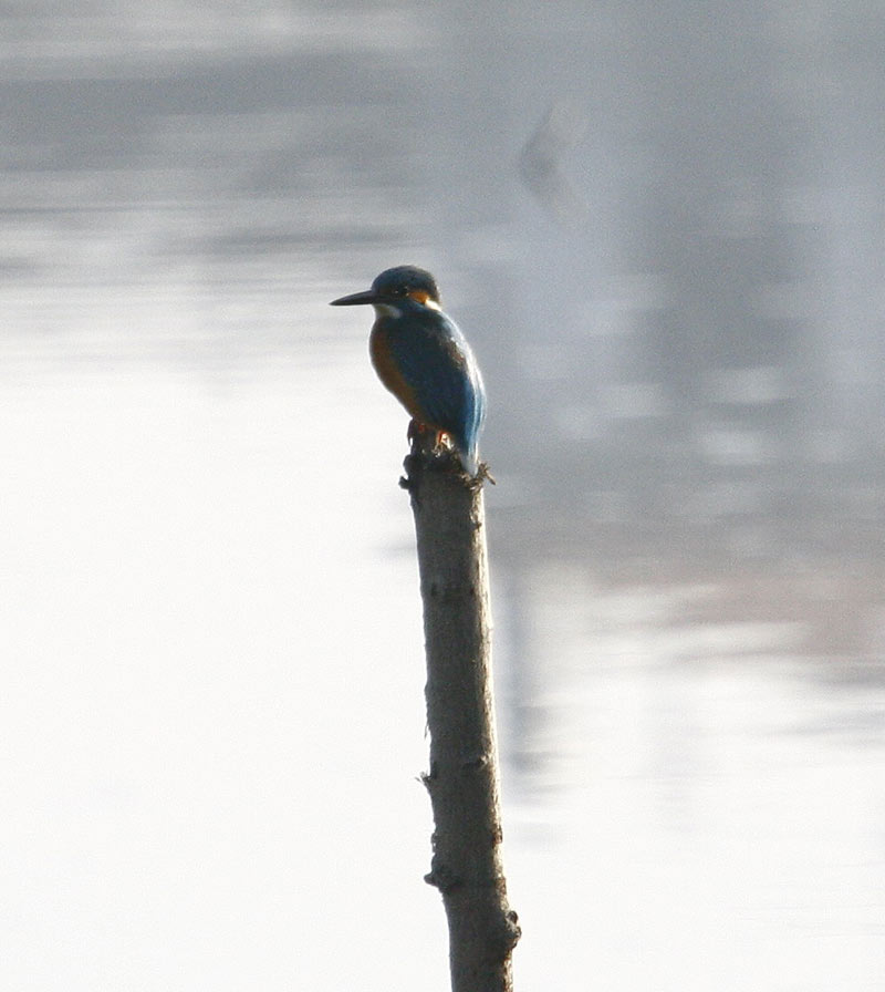 martin pescatore in controluce