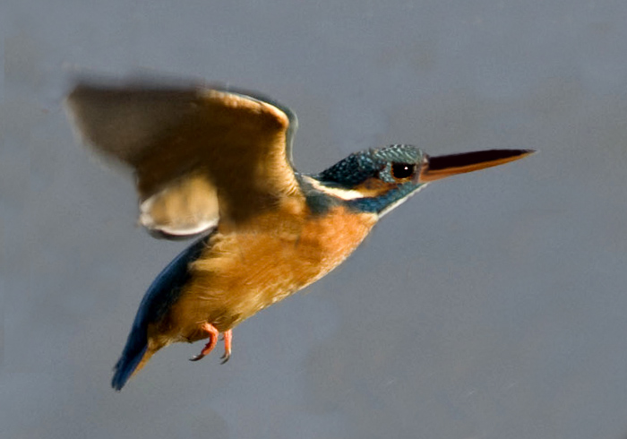 Martin Pescatore in volo