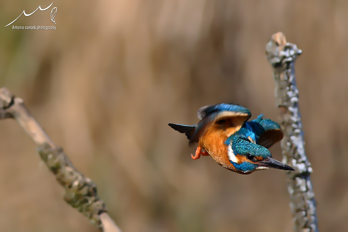 Martin Pescatore in volo