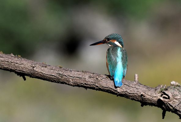 Martin Pescatore - Ottobre 2025