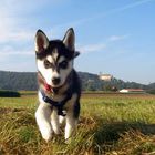 User Profile Photo