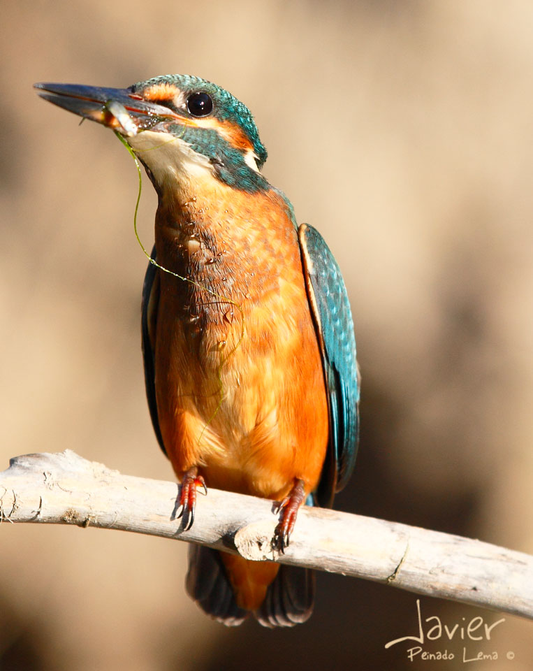 Martina; Martín Pescador (Alcedo atthis 16 cm)