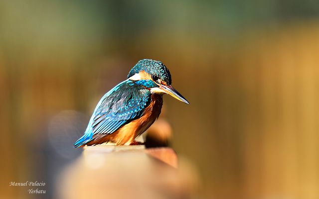 Martina pescadora - Alcedo atthis