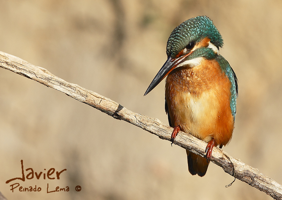 Martina, vigilando; Martín Pescador (Alcedo atthis 16 cm)