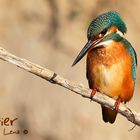 Martina, vigilando; Martín Pescador (Alcedo atthis 16 cm)