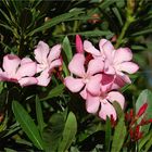 Martinas Oleander