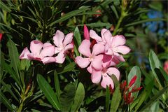 Martinas Oleander