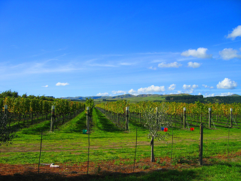 Martinborough- Pinot Noir so weit das Auge reicht