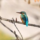 Martine ce matin au bord de la rivière