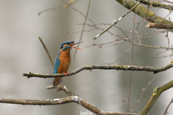MARTINE qui appelle monsieur