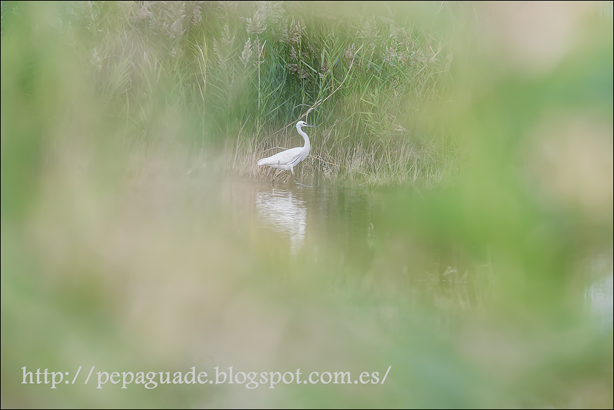 Martinet blanc - Egretta garzetta