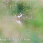 Martinet blanc - Egretta garzetta