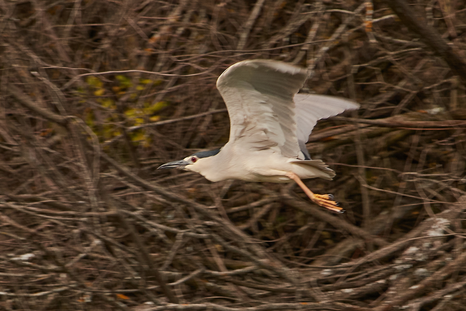 Martinete volando