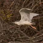 Martinete volando