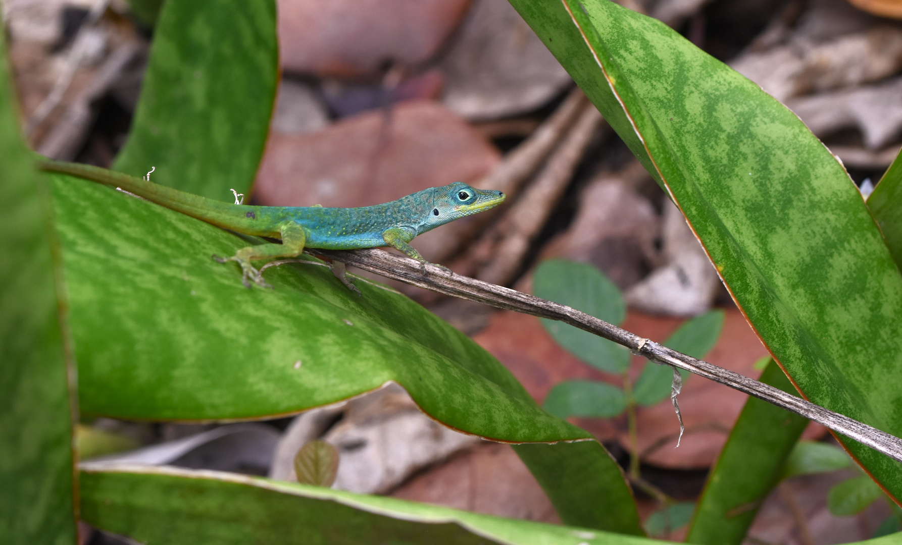 Martinique