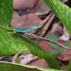 Martinique