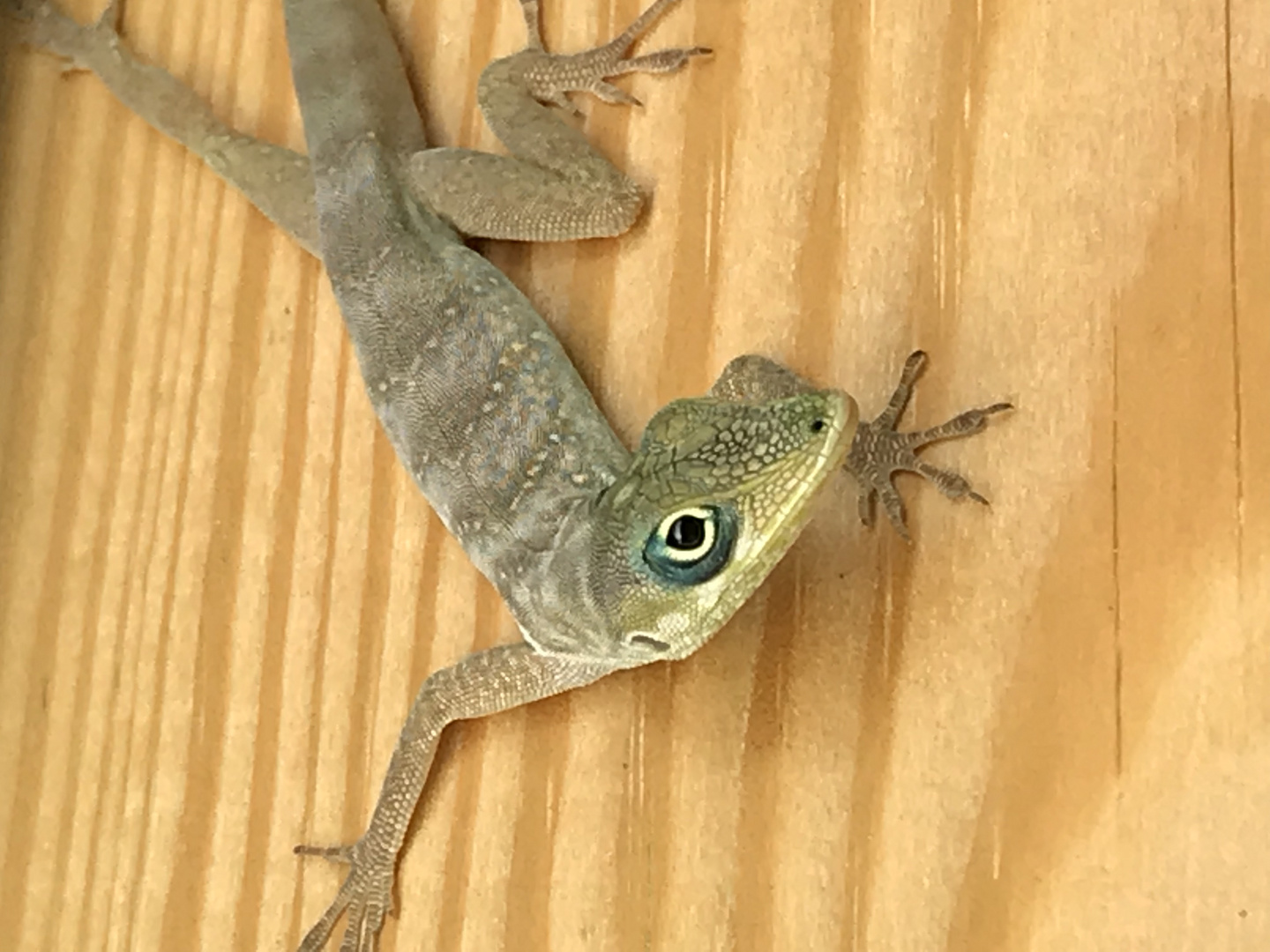 Martinique-Anolis