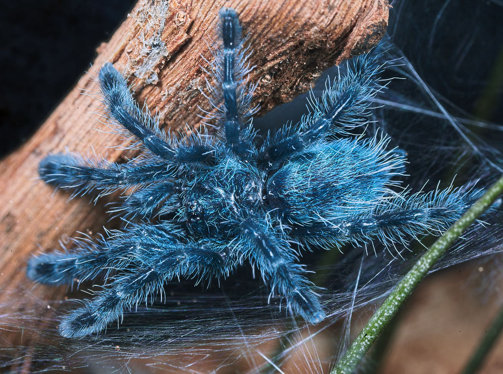 Martinique Baumvogelspinne