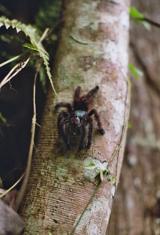 Martinique Baumvogelspinne