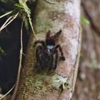 Martinique Baumvogelspinne