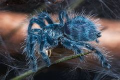 Martinique Baumvogelspinne mit Beute [2]