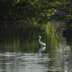 MARTINIQUE - HERON DANS LA MANGROVE