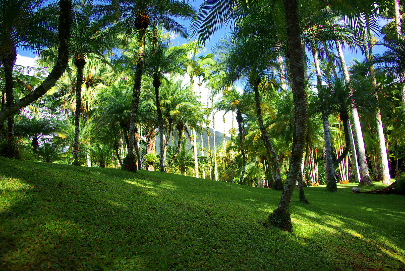 Martinique : les jardin de Balata