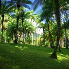 Martinique : les jardin de Balata