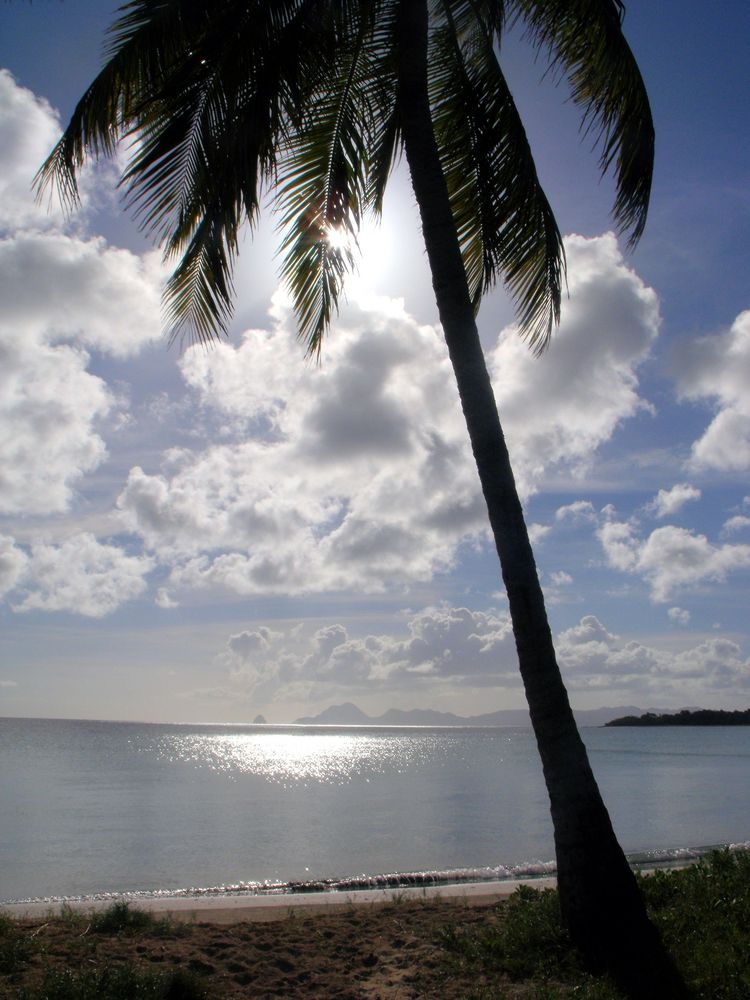 Martinique Pur von Schlendi 