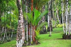 Martinique, rote Palmen