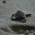 MARTINIQUE - TORTUE